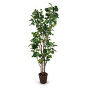 Aralia Fabian Tree