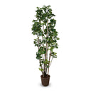 Aralia Fabian Tree