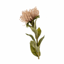 Pin Cushion Floral Stem