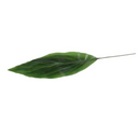 Aspidistra Leaf