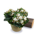 Kalanchoe Plant