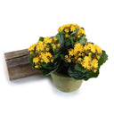 Kalanchoe Plant