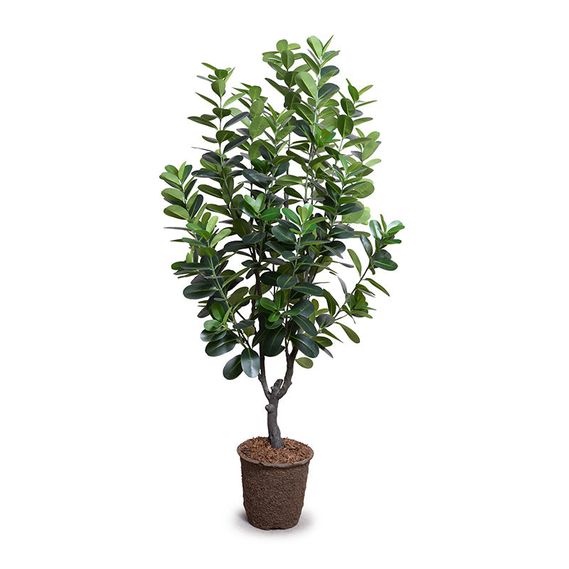 japanese rubber tree Japanese Fukuji Rubber Tree