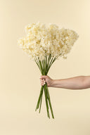 Allium Floral Spray | Cream