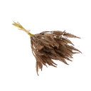 Mini Pampas Grass Bundle | Brown