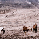 Wild Horses - Walnut 2.5