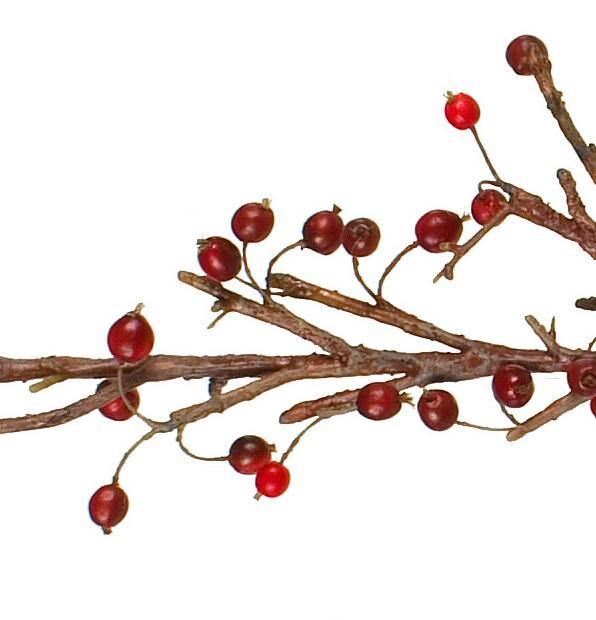 Berry Branch, 48" L - Crab Apple