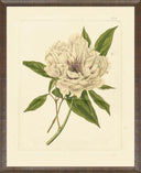 Eva's Garden V