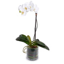 Phalaenopsis Orchid x1 Leaf-It 28"H White