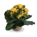 Kalanchoe Plant 7"H Yellow