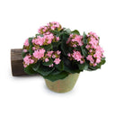 Kalanchoe Plant 9"H Pink