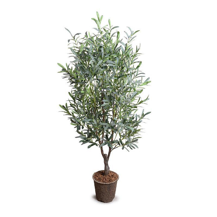 Olive Tree