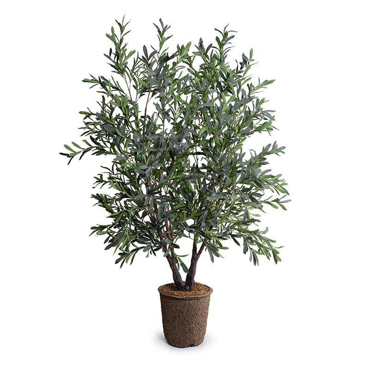 Olive Tree