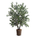 Olive Tree 5.5' Double-Trunk