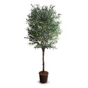Olive Tree 8'