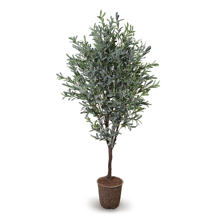 Olive Tree