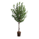Camellia Tree 8'