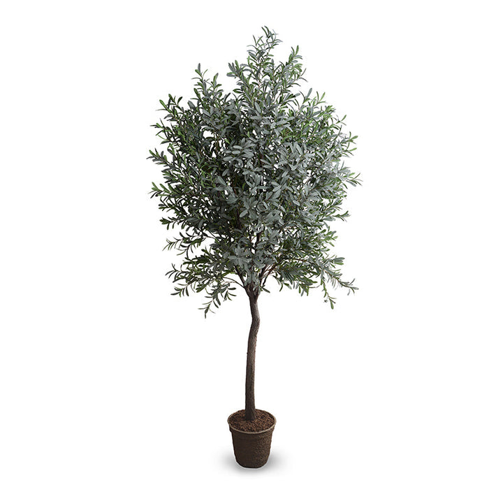 Olive Tree