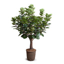 Aralia Balfouriana Tree