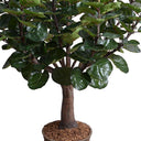 Aralia Balfouriana Tree