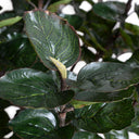 Aralia Balfouriana Tree