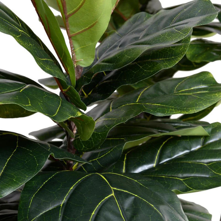 Fiddle Lead Fig Tree | Standard 7.5'