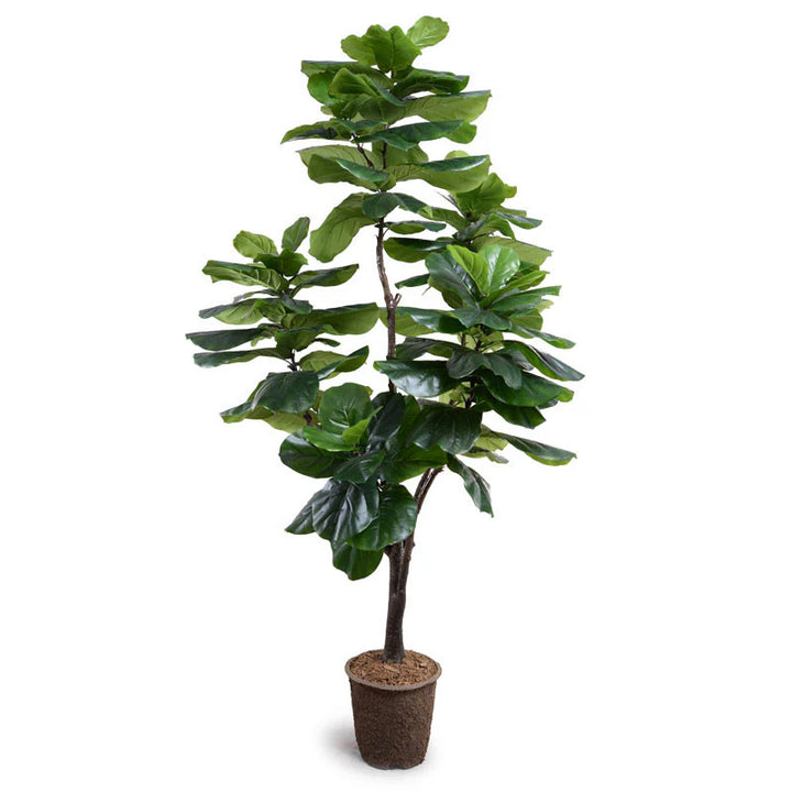 Fiddle Lead Fig Tree | Standard 7.5'