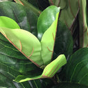 Fiddle Leaf Fig Tree