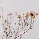In The Details I by Annie Spratt - Rustic 2.5 Walnut