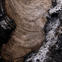 Char VI by FH Art Studio - Rustic 2.5 Walnut