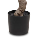 Faux Aralia Tree - Faux Aralia Tree | 6'