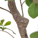 Faux Aralia Tree - Faux Aralia Tree | 8'