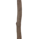 Faux Aralia Tree - Faux Aralia Tree | 8'