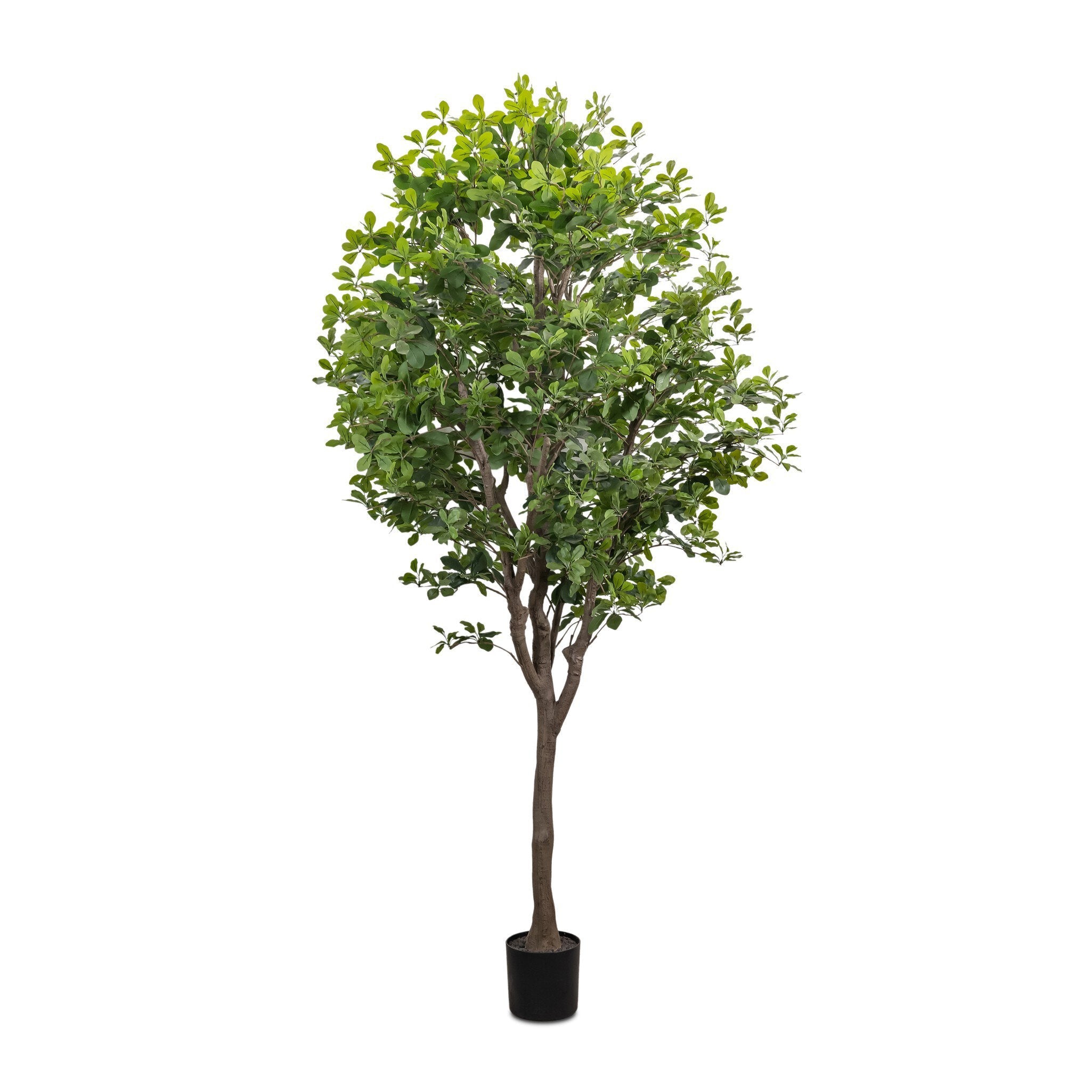 Faux Aralia Tree - Faux Aralia Tree | 8' – West of Main