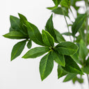 Faux Pieris Tree - Faux Pieris Tree | 8'