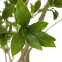 Faux Pieris Tree - Faux Pieris Tree | 9.5'