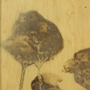 Lutare Diptych by Kelly Rogers - Rustic Walnut Floater | 24" x 18"