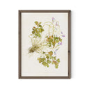 Oxalis Debilis No. 2 by Laurel-Dawn Latshaw - RoofTop 1.5 Rustic Walnut