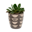 Luna Pot