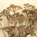 Meadow Grass Bouquet | Brown