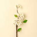 Pear Blossom Branch | Small