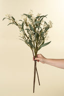 Flowering Eucalyptus Branch