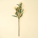 Flowering Eucalyptus Branch