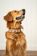 Buddy Embroidered Dog Collar L