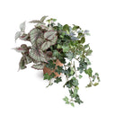 Begonia, Fittonia & Ivy in Terracotta 12"H