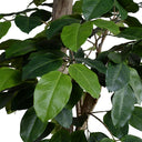 Banyan Tree