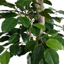 Banyan Tree