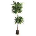 Banyan Tree 9'