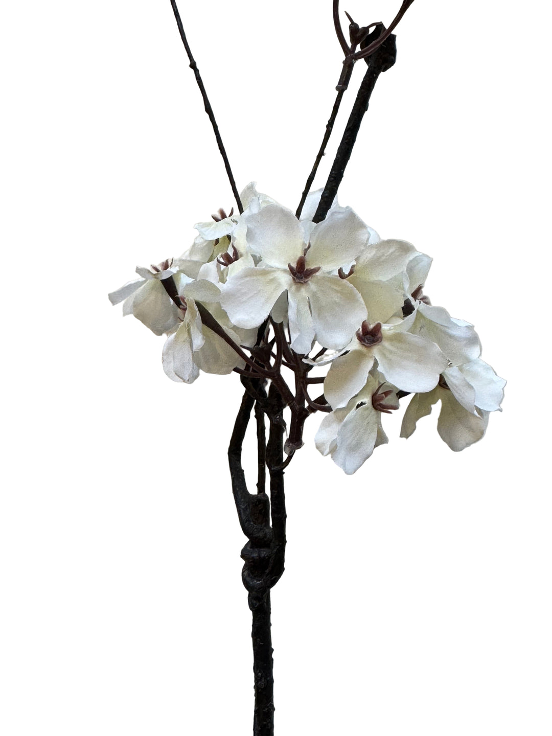 Pear Blossom Branch