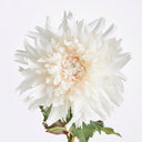 Chrysanthemum Stem | 30"